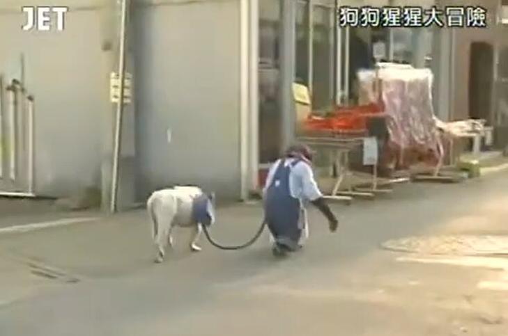看小庞和詹姆斯如何完成任务？追随《猩猩狗狗大冒险》了解答案吧
